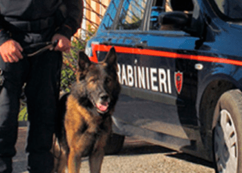 Mugnano di Napoli, cane antidroga fiuta cocaina occultata in una scatola di scarpe: 20enne arrestato