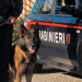 Mugnano di Napoli, cane antidroga fiuta cocaina occultata in una scatola di scarpe: 20enne arrestato