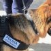 Aversa, cercano di introdurre droga in carcere ma i cani antidroga la fiutano: madre e figlia denunciate