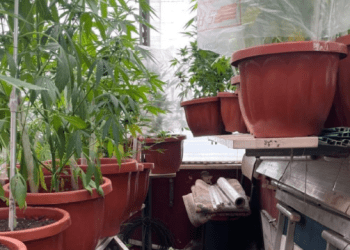 San Giovanni a Teduccio, sul balcone di casa una coltivazione di marijuana: arrestato insospettabile 51enne