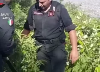Monti Lattari, blitz antidroga: 1 arresto e sequestro di marijuana e purple weed (Video e foto)