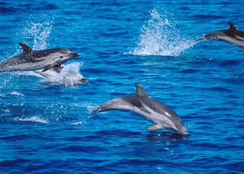 Ischia, spettacolare avvistamento: filmato branco di oltre 200 delfini