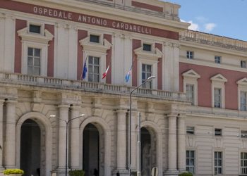 Ragno violino, dal centro antiveleni del Cardarelli: «Evitare allarmismi, ecco le indicazioni da seguire»