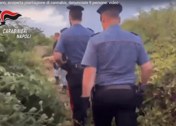 Caivano, scoperta piantagione di cannabis, denunciate 9 persone: video