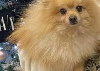 Acerra, durante un furto in casa rubano il cane a una ragazzina disabile: il toccante appello del padre