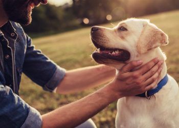 Per tutelare il benessere degli animali Il sindaco di Napoli nomina una Garante