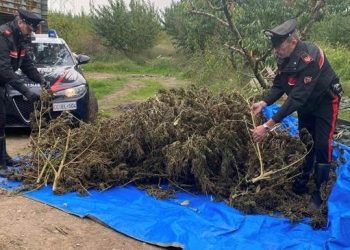 Nel casertano, coltivano una piantagione di marijuana in un pescheto: in manette 4 agricoltori