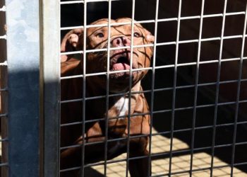Dramma ad Acerra, bambina di 9 mesi morta sbranata da un pitbull in casa