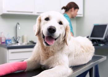 Nasce il primo ospedale veterinario pubblico d’Italia: il progetto sarà realizzato a Roma