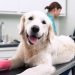 Nasce il primo ospedale veterinario pubblico d’Italia: il progetto sarà realizzato a Roma