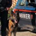 Caivano, Parco Verde, l’infallibile fiuto del cane antidroga smaschera piazza di spaccio: 32enne arrestato