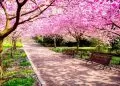 Oggi, giovedì 20 marzo, inizia la primavera: il giorno avrà la stessa durata della notte
