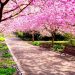Oggi, giovedì 20 marzo, inizia la primavera: il giorno avrà la stessa durata della notte