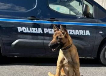 Napoli, carcere di Poggioreale, il cane antidroga A-Iron fiuta e fa sequestrare hashish