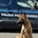 Napoli, carcere di Poggioreale, il cane antidroga A-Iron fiuta e fa sequestrare hashish
