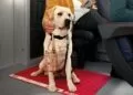 Treni, promozione “Cani Gratis”: fino a settembre viaggiano gratis su Frecce e Intercity