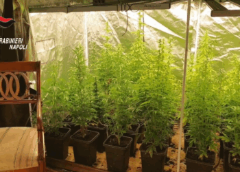 Marano, una serra di marijuana in casa, sequestrati 25 chili di droga: arrestato 63enne (Video)