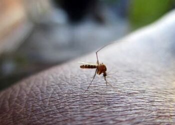 West Nile nel Casertano: tre casi accertati, due ricoveri: Cos’è il virus e come proteggersi