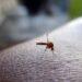 West Nile nel Casertano: tre casi accertati, due ricoveri: Cos’è il virus e come proteggersi