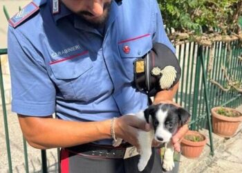 Parete, cucciolo di 3 mesi trovato in uno stanzino in condizioni disperate: salvato dai carabinieri