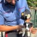 Parete, cucciolo di 3 mesi trovato in uno stanzino in condizioni disperate: salvato dai carabinieri