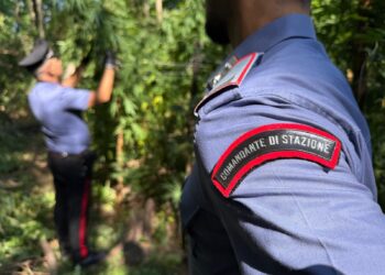 Acerra, scoperta serra con 180 piante di marijuana: denunciato 53enne di Portici