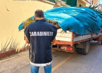 Casaluce, sorpresi a sversare rifiuti: i carabinieri denunciano 2 uomini e il proprietario del terreno