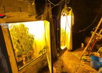 Sant’Antimo, nascondeva una serra artigianale di cannabis: pusher 37enne arrestato