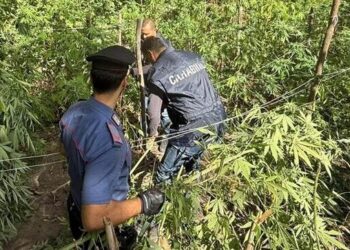 Acerra, scoperta serra artigianale con 70 piante di marijuana: 47enne denunciato dai carabinieri