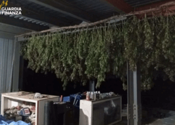 Maxi sequestro di cannabis, oltre una tonnellata nel cuore dei Monti Lattari