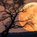 Domani, martedì 5 novembre, avremo la Superluna più grande e luminosa degli ultimi 6 anni