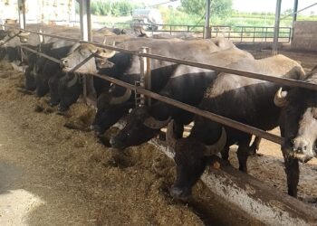 Coldiretti Campania, brucellosi bufalina, calano focolai e abbattimenti nel Casertano: i dati