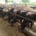 Coldiretti Campania, brucellosi bufalina, calano focolai e abbattimenti nel Casertano: i dati