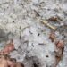 Tempesta di grandine, tutto imbiancato: strade come fiumi di ghiaccio