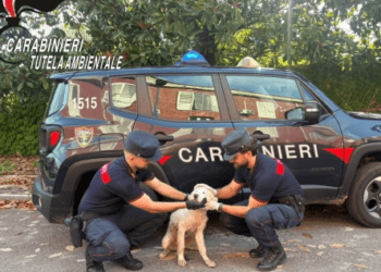 Scarica rifiuti e poi un cagnolino in strada, denunciato: incastrato dalle telecamere a Giugliano