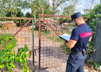 Aversa, segheria abusiva e rifiuti abbandonati: i carabinieri forestali sequestrano un’area
