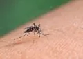Virus West Nile, altro caso grave: 75enne del Casertano in rianimazione al Cotugno