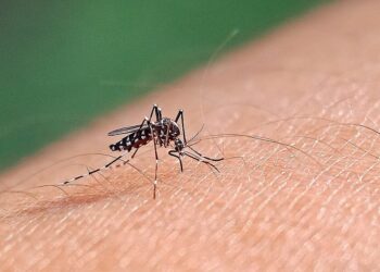 Virus West Nile, altro caso grave: 75enne del Casertano in rianimazione al Cotugno