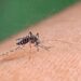 Virus West Nile, altro caso grave: 75enne del Casertano in rianimazione al Cotugno