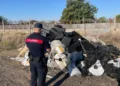 San Marcellino, rifiuti agricoli stoccati in modo irregolare in un frutteto: denunciato titolare dai Carabinieri Forestali