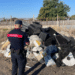 San Marcellino, rifiuti agricoli stoccati in modo irregolare in un frutteto: denunciato titolare dai Carabinieri Forestali